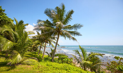 Fototapeta na wymiar Tropical coastal landscape with palm trees and the ocean on a sunny summer day, Sri Lanka.