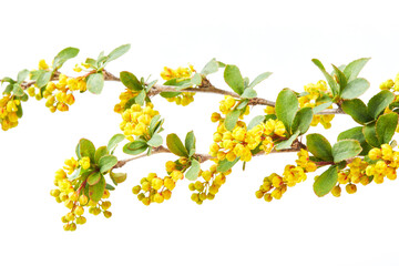 Flowering branch of  yellow Berberis flowers isolated on a white background. 
