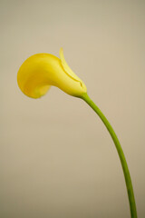 ベージュの背景で撮影された黄色い花