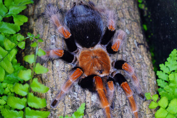 Tarantula, family Theraphosidae is building a nest. Tarantula Is a spider or burrow with a ferocious nature.