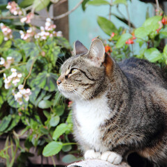 Mascotas_gato_pet_cat