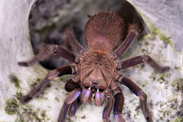 The blue tarantula is building a nest. Tarantula Is a spider or burrow with a ferocious nature.