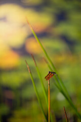A dragonfly perched on the grass