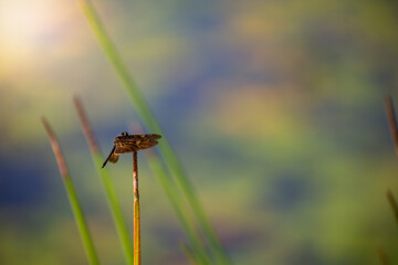 A dragonfly perched on the grass