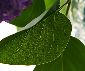 green lilac leaf on black background