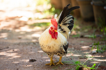 Black-Tailed White Thai Bantam