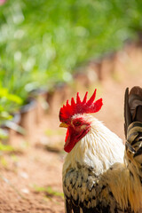 Black-Tailed White Thai Bantam