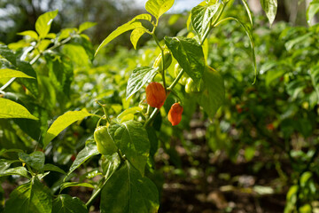 Piment sur arbre