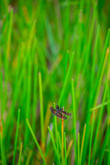 A dragonfly perched on the grass