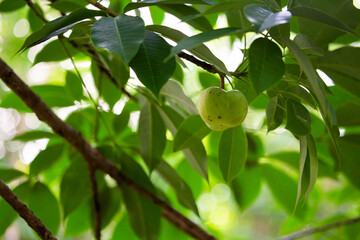 Rubber seed South Thailand, Rubber seed on the tree
