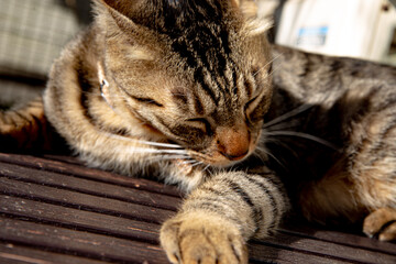 Closeup shot of a soft cute brown striped cat licking its foot