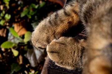 Naklejka na ściany i meble Closeup shot of a soft cute brown striped cat with a sleepy face