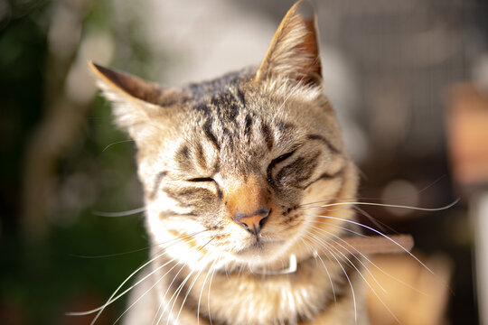 Closeup shot of a soft cute brown striped cat with a sleepy face