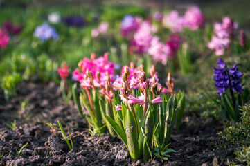 A flower bed of colorful hyacinths in early spring in a morning light. Background. Selective focus