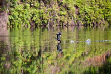 The teal is feeding in the swamps.