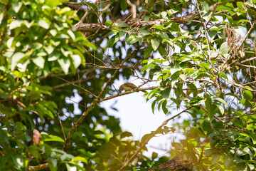 Olive-backed Sunbird in nature and eating insects