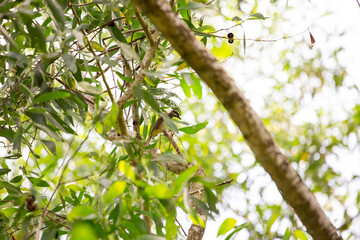 Olive-backed Sunbird in nature and eating insects