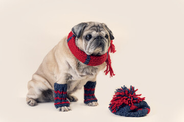 an elderly pug of beige color in knitted things on a light background
