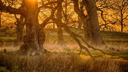 Alte Eichen an der Schlei