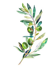 Illustration of olive branches with green olives isolated on a white background. Watercolour. Print. Wallpaper. Book. Calendar. Postcard.