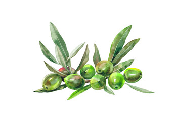 Illustration of a green olive branch with olives isolated on a white background. Watercolour. Print. Wallpaper. Book. Calendar. Postcard.