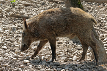 Wildschwein