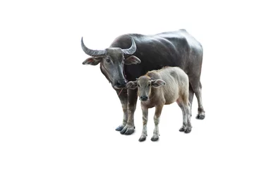 Crédence de cuisine en verre imprimé Buffle Little buffalo and mother buffalo on white background      