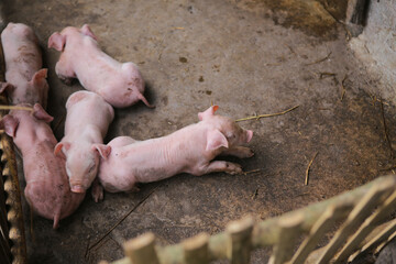 Piglet from villager farm, organic farm