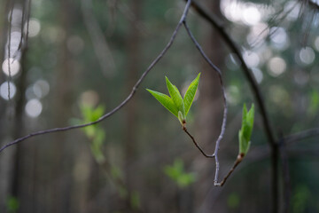 young green leaves on a branch in the forest