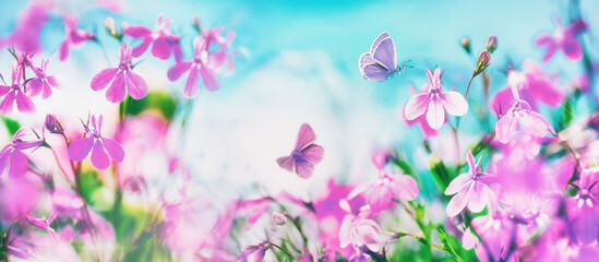 Butterflies flutter over small wild purple flowers in nature outdoors against blue sky. Spring...