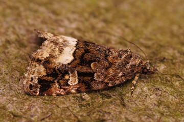 Closeup of the marbled white spot, Deltote pygarga, on a peice of bark
