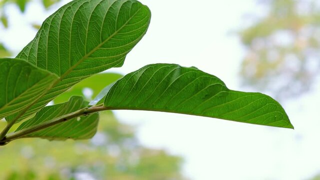 Guava branch with leaves close up shaking with airflow under the cloudy sky