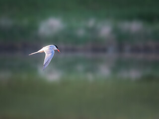 Seagull on lake Neusiedlersee