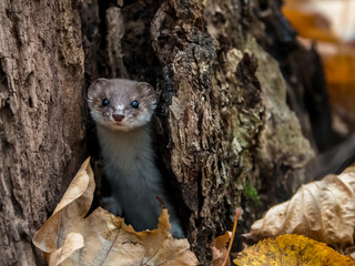 Obraz premium Weasel in the wild 