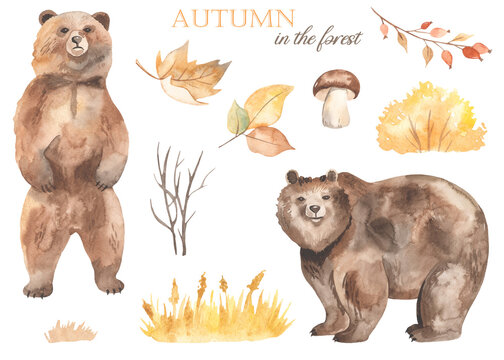 Watercolor set with brown bear, autumn leaves, berries, yellow glade, spikelets, grass, mushroom
