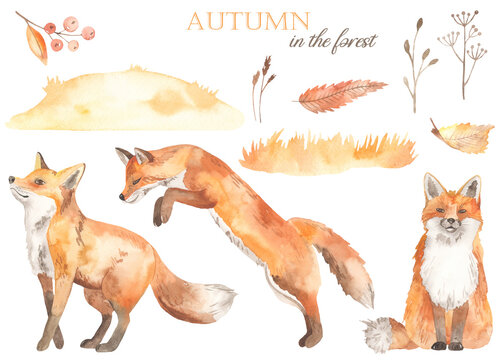 Watercolor set with fox, autumn leaves, berries, yellow glade, spikelets, grass