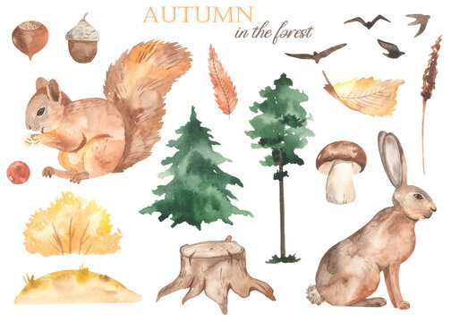 Watercolor set with squirrel, hare, pine, spruce, autumn bush, autumn leaves, berries, mushroom, walnut, acorn