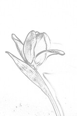 Rysunkowy tulipan - ilustracja - 433386233