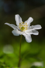 close up of a white flower