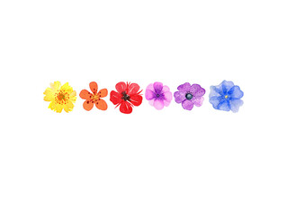 farbenfrohe Blüten, Aquarell auf Papier - 433386661