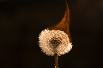 dandelion on fire