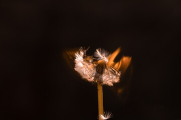dandelion on fire