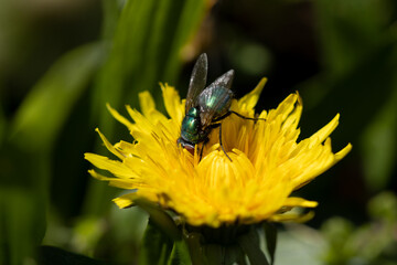 fly on a flower 