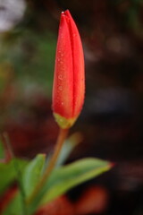 Tulipa Kaufmanniana. Red tulip close-up on an undeveloped flower. A flower resembling the female sex.