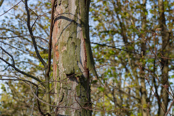 trunk of an old tree 