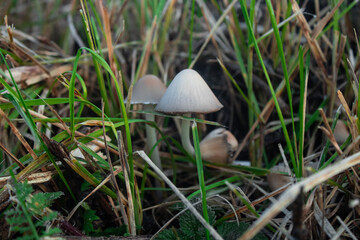 two mushrooms in the grass 
