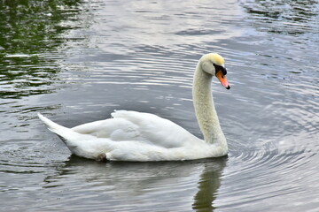 swan on the lake