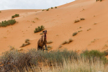 Fototapeta na wymiar camel with a tied leg stands on a sand dune. Sahara Desert, Morocco
