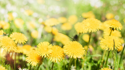 Many dandelions flowers on the lawn.