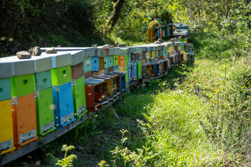 Alveari per la produzione di miele sulle colline della Versilia, in Toscana